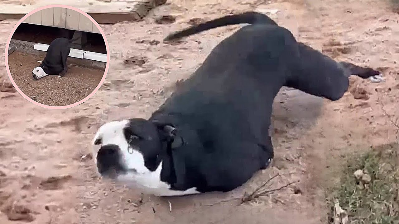 "Don't Leave Me!", The Heartbreaking Plea of a Dog With Severed Legs, Fighting for Life