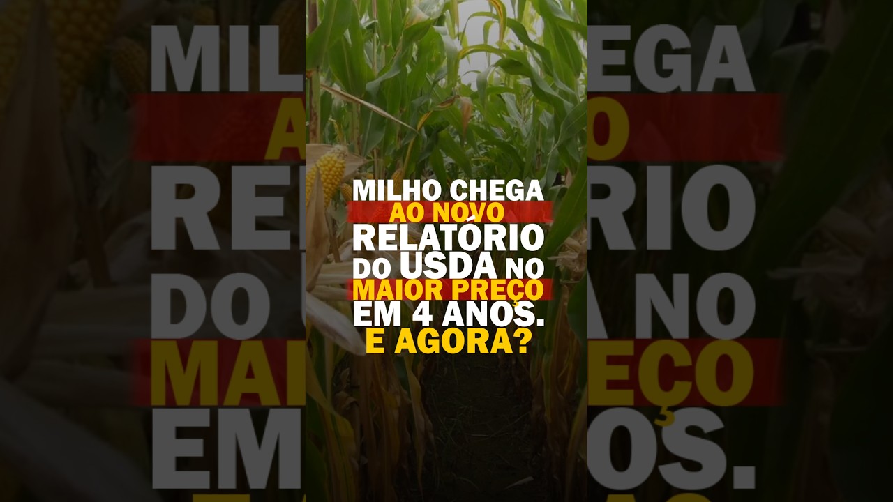 MILHO CHEGA AO NOVO RELATÓRIO DO USDA NO MAIOR PREÇO EM 4 ANOS. E AGORA?