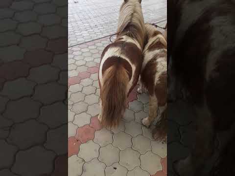 Poneii lui Danut de la Bratca