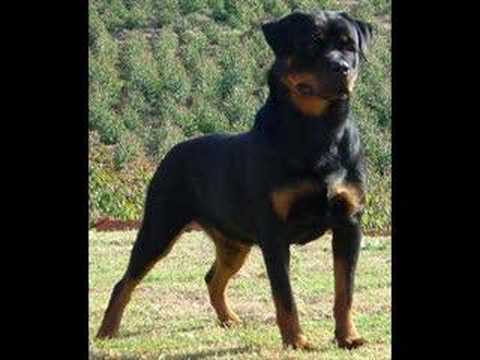 Matjaž, pes in veterinar...