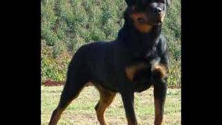 Matjaž, pes in veterinar...