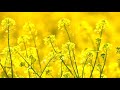 Beautiful Yellow Flowers Video