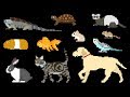 Pets Book Version Cat Dog Turtle The Kids Picture Show Fun Educational Learning Video