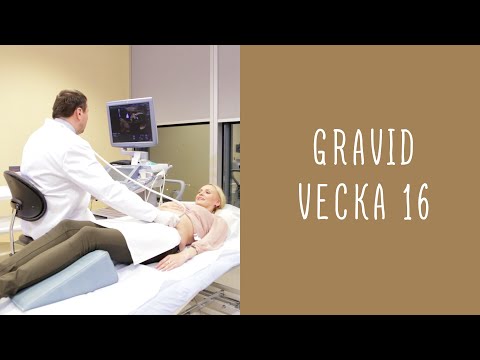Gravid vecka 16