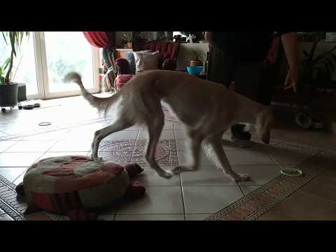 Adiva, Saluki klikkeres training: küldés különböző irányokba 2