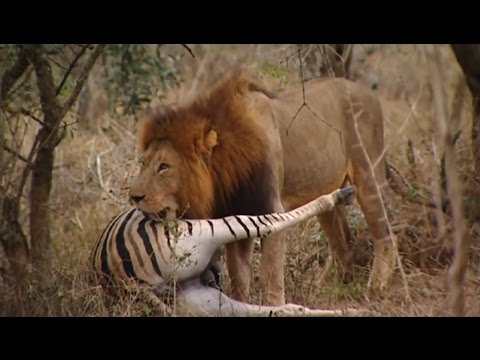 Lions Documentary - 'THE KINGS OF THE AFRICAN JUNGLE'