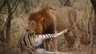 Lions Documentary - 'THE KINGS OF THE AFRICAN JUNGLE'