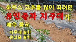 (하우스)고추를 많이 따려면 지주대와 유인줄 설치가 중요