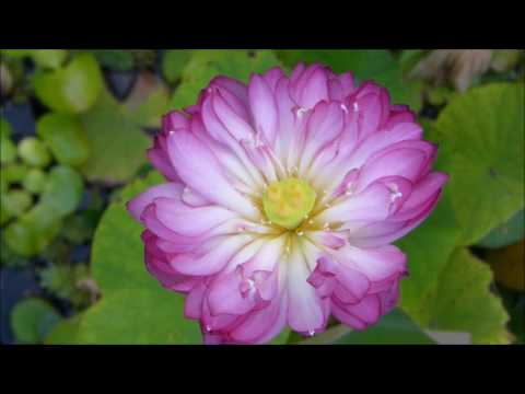 download lagu mp3 mp4 Nelumbo Momo Botan, download lagu Nelumbo Momo Botan gratis, unduh video klip Nelumbo Momo Botan