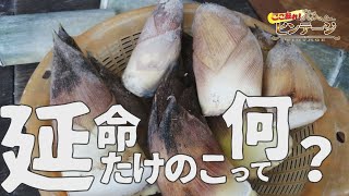 延命たけのこって何？灰長商店で見つけた歴史あるたけのこ【ここ掘れ！ビンテージ】