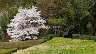 後閑城址公園の桜