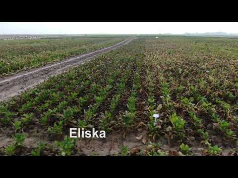 Śmiłów - kolekcja odmian październik 2020