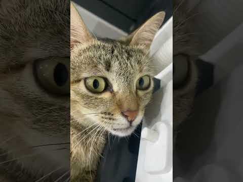 Parish cat on an air filter