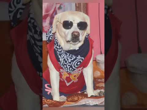 1st Sontu(2nd March) then Chiku(2nd April),R.I.P💐💔😔