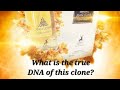 What is the real DNA of Jean Lowe Nouveau?