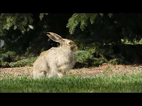 Can Rabbits Eat Grapes? A Guide to Safe Treats