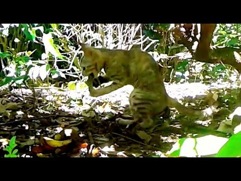 cat hunting iguana