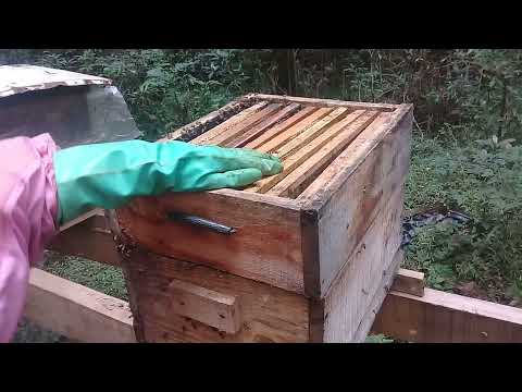 colocação de melgueira momento exato