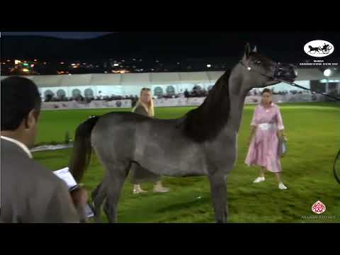 N 52 M H KADAR   Manda Arabian Horse Show   Yearling Fillies section B Class 6