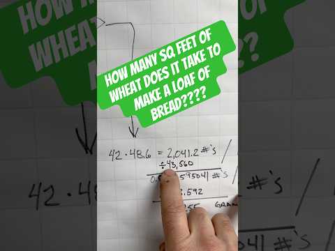 How much land to grow enough wheat for a loaf of bread? #wheat #wheatfarming  #farm #funfacts