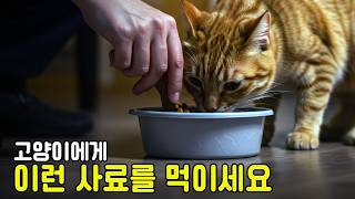 고양이에게 좋은 사료는 따로 있다! 안전한 사료 고르는 법