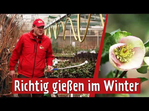 Diese Pflanzen brauchen Wasser im Winter | MDR Garten