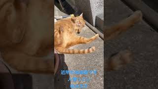 近所の地域猫