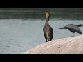 Royalty Free Beautiful Bird Video Background For Titles Relaxing Screensaver