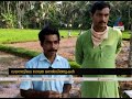 വയനാട്ടിലെ ഗോത്ര നെൽ വിത്തുകൾ കേരളത്