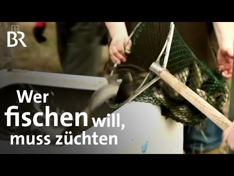 So züchtet ein Fischer mit Setzlingen die Bestände nach | Fischerei | BR | Reupload