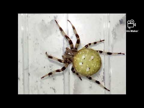 krzyżak łąkowy kilka informacji oraz zdjęcia🕷️