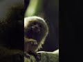 Meet The World's Smallest Monkey! | NATURE Shorts | PBS