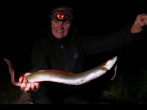 Matze Koch - Eel in the canal - Matzes Mätzchen 07-2018