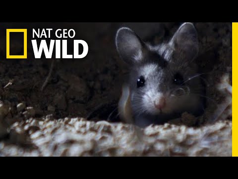 The Grasshopper Mouse: A Hunter Extraordinaire