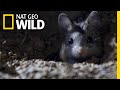 The Grasshopper Mouse Is a Killer Howling Rodent | Nat Geo Wild