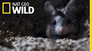 The Grasshopper Mouse Is a Killer Howling Rodent | Nat Geo Wild by Nat Geo WILD