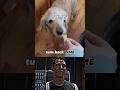 Dog Sad Moments MISSING ️‍