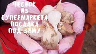 Посадка чеснока из супермаркета под зиму. Садим-сеем. Мой опыт.