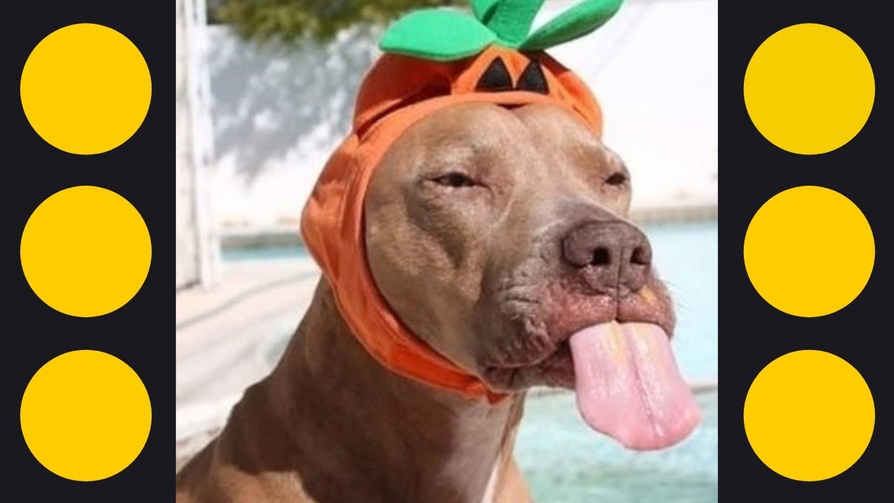 Watch Now Cachorro Fazendo Barulho de Porco Muito Engraçado Cachorro Fazendo Barulho de Porco Muito Engraçado