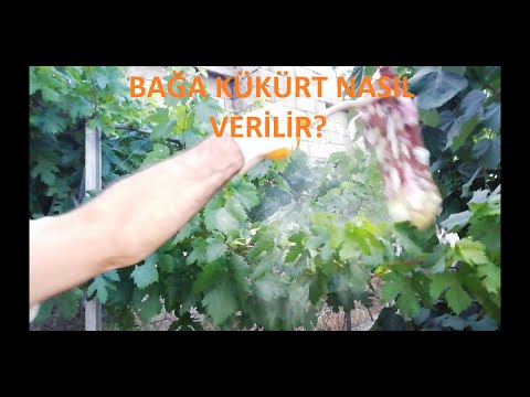 , title : 'Bağa Kükürt Nasıl Verilir?'