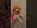 Mini Goldendoodle dogs for sale: BLAZE - Mini Goldendoodle Puppy 5 - Video 1