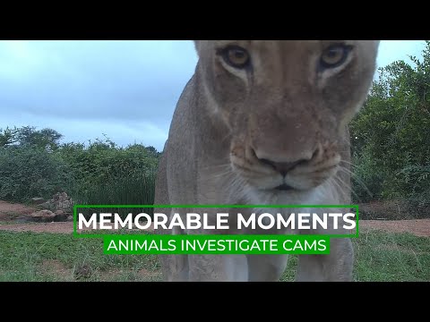 Animals Find The Live Cam | Memorable Moments
