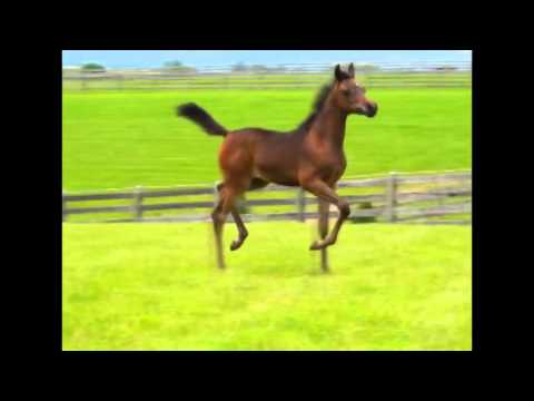 VAN GOGH AM X CHRISTIANNA AC FILLY 2 HD