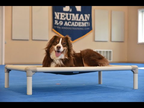 Klondike Canine Academy
