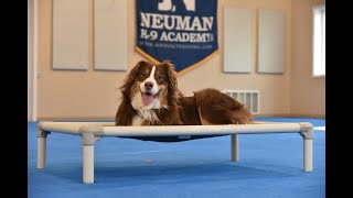 Klondike (Australian Shepherd) Boot Camp Dog Training Video Demonstration