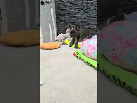 Video 1
