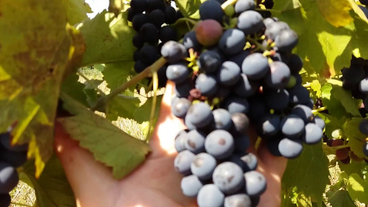 Саперави Южный Купить Саженцы Винограда В Крыму