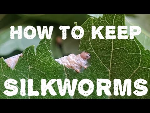 How To Keep Silkworms | The Ultimate Care Guide For Silkworms