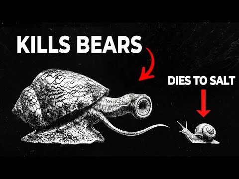 Why Are Cone Snails So Much More Deadly Than Normal Snails?