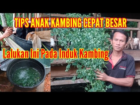 , title : 'Tips Cara Agar Induk Kambing Banyak Air Susu!! Sangat Melimpah'
